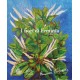 I fiori di Erminia